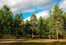 Олешківський ліс – природний скарб Херсонщини