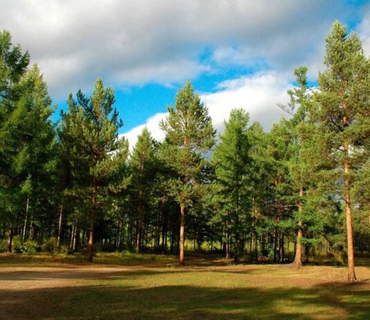 Олешківський ліс – природний скарб Херсонщини