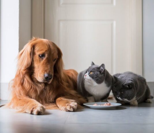 У Каховці депутати встановили нові правила: не можна тримати у квартирі більше 2 собак та 3 кішок