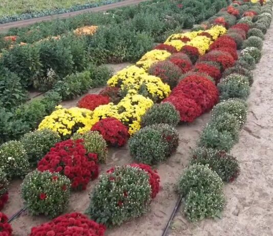 «Поповнення» на квітковому полі Херсонщини