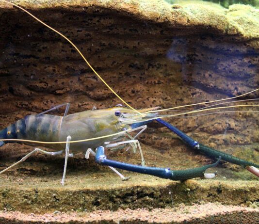 Тропічні креветки в херсонських водоймах: науковці Херсонщини розпочали експеримент