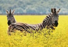 Три туристичні об’єкти Херсонщини потрапили в рейтинг найбільш запитуваних в Google