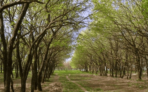 Зелені зони Херсона