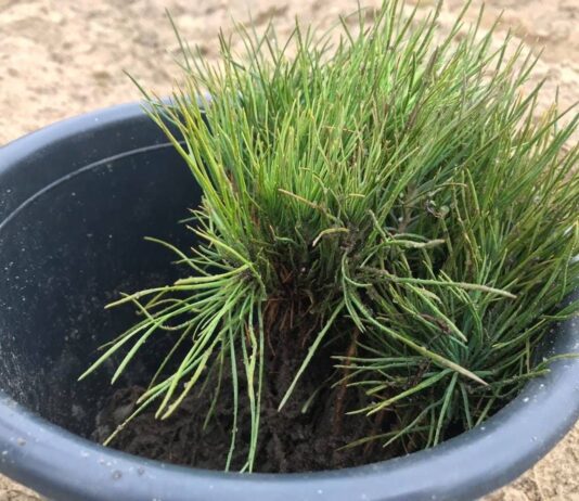 У Олешківському лісі висадили 50 тисяч саджанців сосни кримської