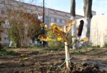 Территорию Херсонской областной клинической больницы озеленили