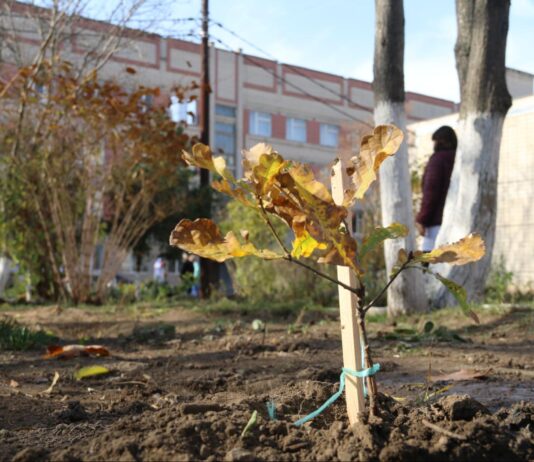 Територію Херсонської обласної клінічної лікарні озеленили