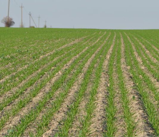 Фітосанітарні перевірки на полях Асканії