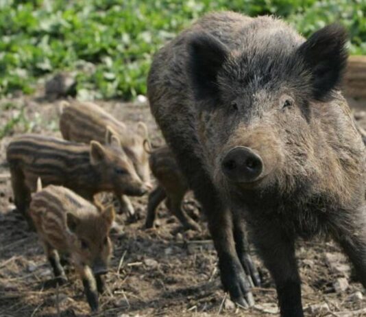 Село на Херсонщині тероризують дикі кабани