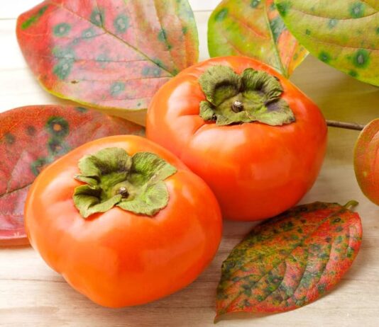 На Херсонщині вивели новий «квадратний» сорт хурми