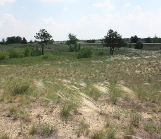 Ландшафтний заказник «Саги» − один із цінних природних об’єктів Херсонської області