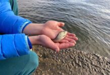 Водоемы Херсонской области пополнилось молодняком рыбы