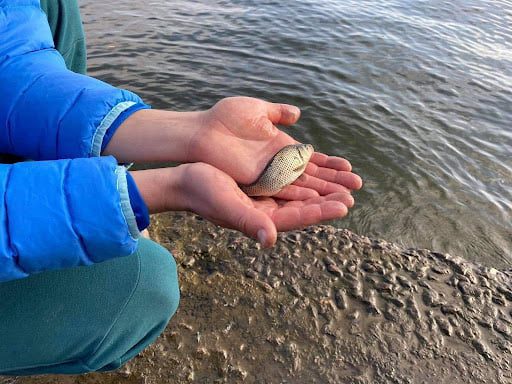 Водойми Херсонської області поповнилося молодняком риби