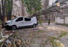 Сухостои в Херсоне: пострадать может каждый
