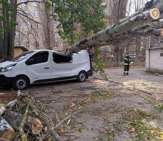 Сухостійні дерева в Херсоні: постраждати може кожен
