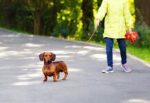 Херсонські паркові зони перетворюються на собачі туалети