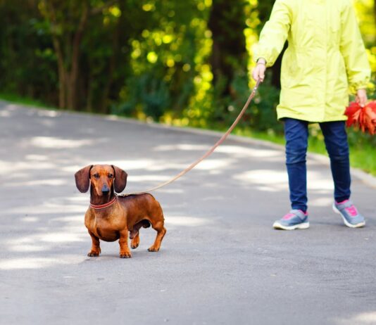 Херсонські паркові зони перетворюються на собачі туалети