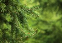 На Херсонщині лісники вигадали акцію: безкоштовно дарувати хвойні гілки тим, хто не може купити ялинку