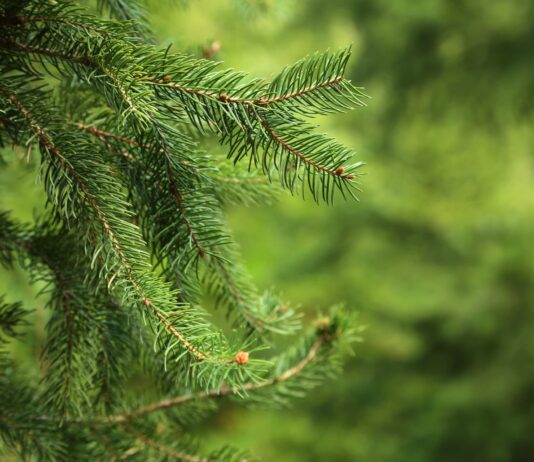 На Херсонщині лісники вигадали акцію: безкоштовно дарувати хвойні гілки тим, хто не може купити ялинку