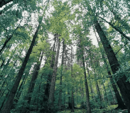 Вирубка дерев у Херсоні як явище