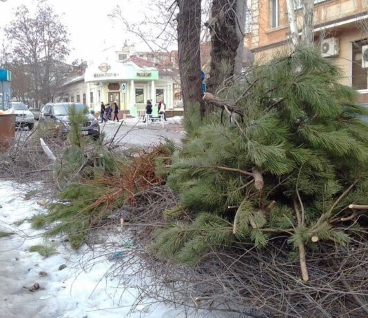 Херсонців чекають великі штрафи за викид ялинок у невстановлених місцях