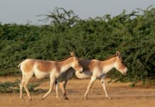 На Херсонщині з’явиться новий туристичний об’єкт із куланами та оленями