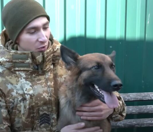 Вівчарка із херсонського прикордонного загону стала зіркою TikTok