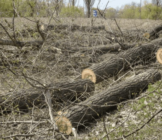 Спиляти більш ніж половину дерев у парку «Херсонська фортеця» − рішення профільної комісії міської ради