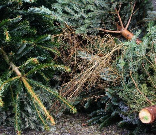 Херсонцям розповіли, як і куди викидати ялинки після свята