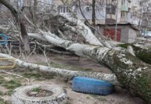 У Херсоні поставлено завдання до 15 квітня обрізати тисячу дерев