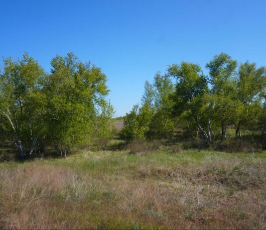 Витончені берези, піщані бархани та різноманітний тваринний світ: заказник «Березові колки» на Херсонщині