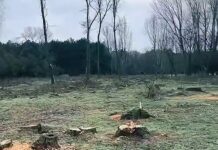 В Каховке под видом санитарной вырубки уничтожают лес
