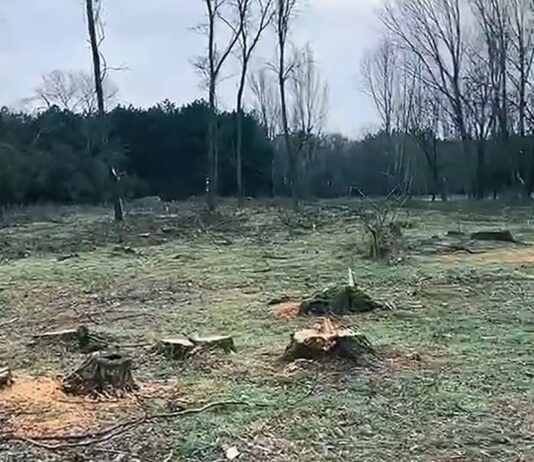 У Каховці під виглядом санітарної вирубки знищують ліс