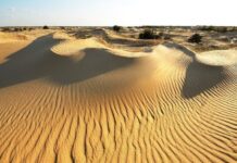 12-річчя Національного природного парку «Олешківські піски»: що цікавого відбулося на його території у 2021 році