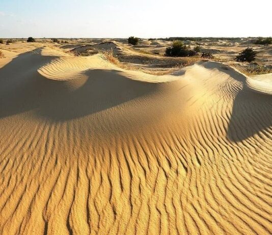 12-річчя Національного природного парку «Олешківські піски»: що цікавого відбулося на його території у 2021 році