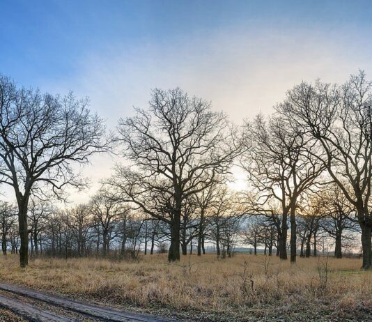 Бехтерський дубовий гай – пам’ятка природи, якій не вистачає догляду