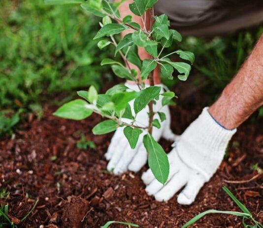 Збережемо довкілля: перелік екоініціатив на Херсонщині