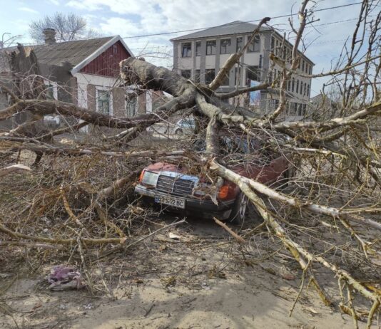 У центрі Херсона дерево впало на авто: водій встиг вискочити в останню секунду