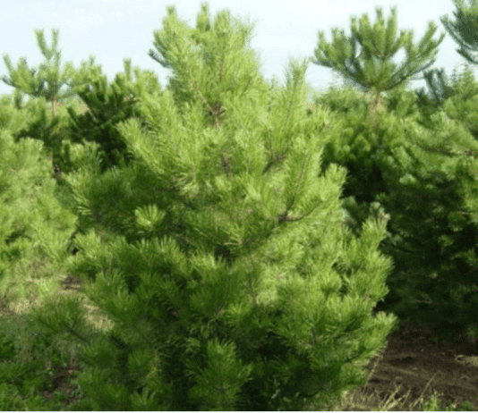 На Херсонщині планують висадити 600 гектарів молодого лісу