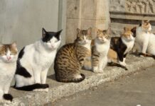 Коти в Херсоні – частина екосистеми міста та найкращі друзі місцевих жителів