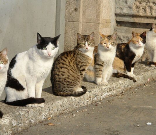 Коти в Херсоні – частина екосистеми міста та найкращі друзі місцевих жителів