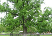 Шевченківський парк Херсона та його легендарний дуб