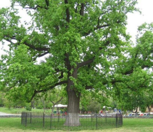 Шевченківський парк Херсона та його легендарний дуб