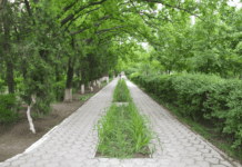 Озеленення старого Херсона