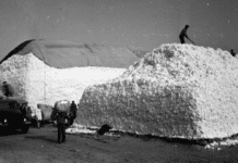 “Бавовняна” Херсонщина: як та навіщо вирощували бавовник?