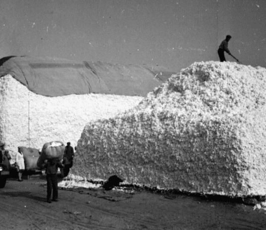 “Бавовняна” Херсонщина: як та навіщо вирощували бавовник?