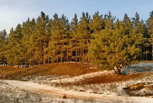 «Дуби міцні, дуби зелені, а біля них ялини».. або з чого починався Херсонський ліс?