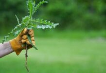 Гербіциди: ефективний захист рослин від бур’янів