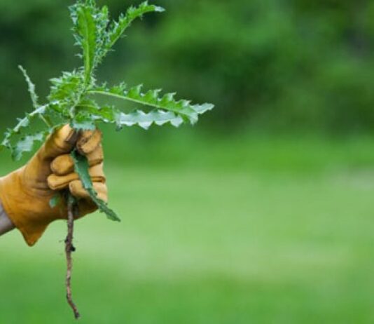 Гербіциди: ефективний захист рослин від бур’янів