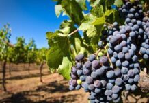 Історія виноградарства в Херсоні