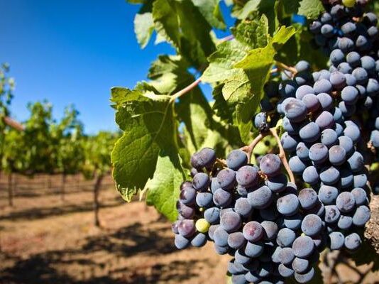 Історія виноградарства в Херсоні